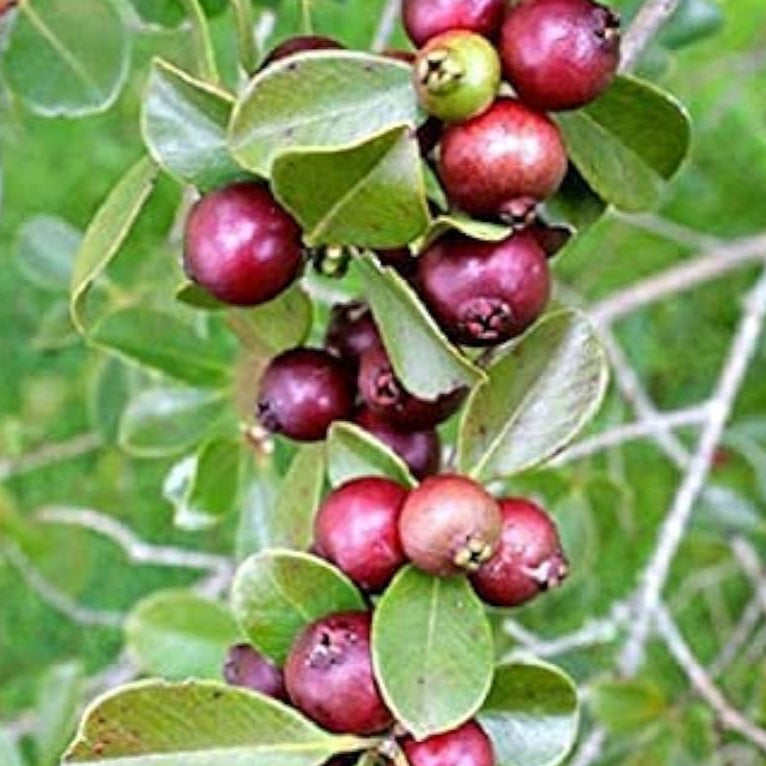 Dwarf Pineapple Guava Seeds up to 50%
