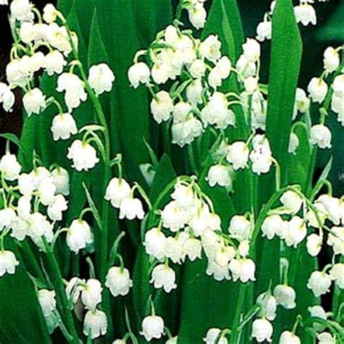 Lily of the Valley Seeds up to 50%
