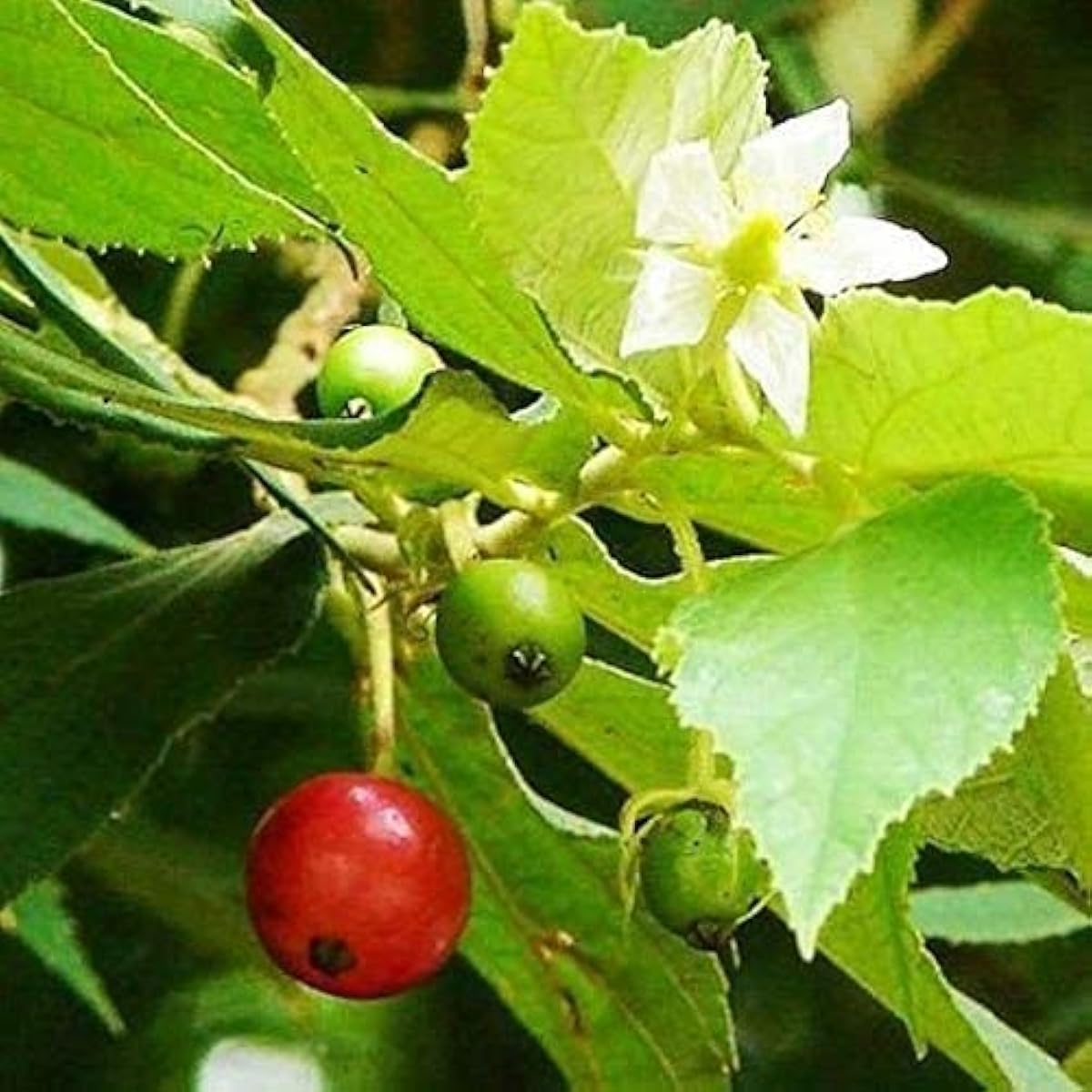 Strawberry Tree Fruit Seeds up to 50%