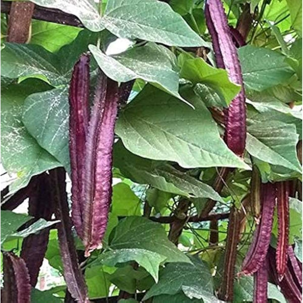 Purple Winged Bean Seeds up to 50%