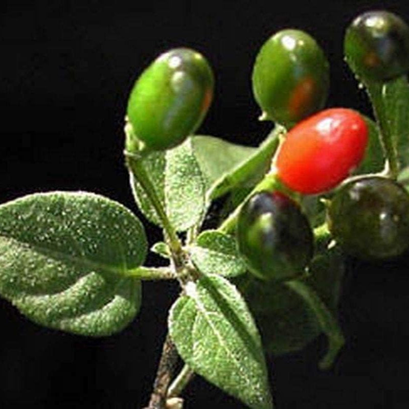 Chile Pequin Pepper Seeds up to 50%