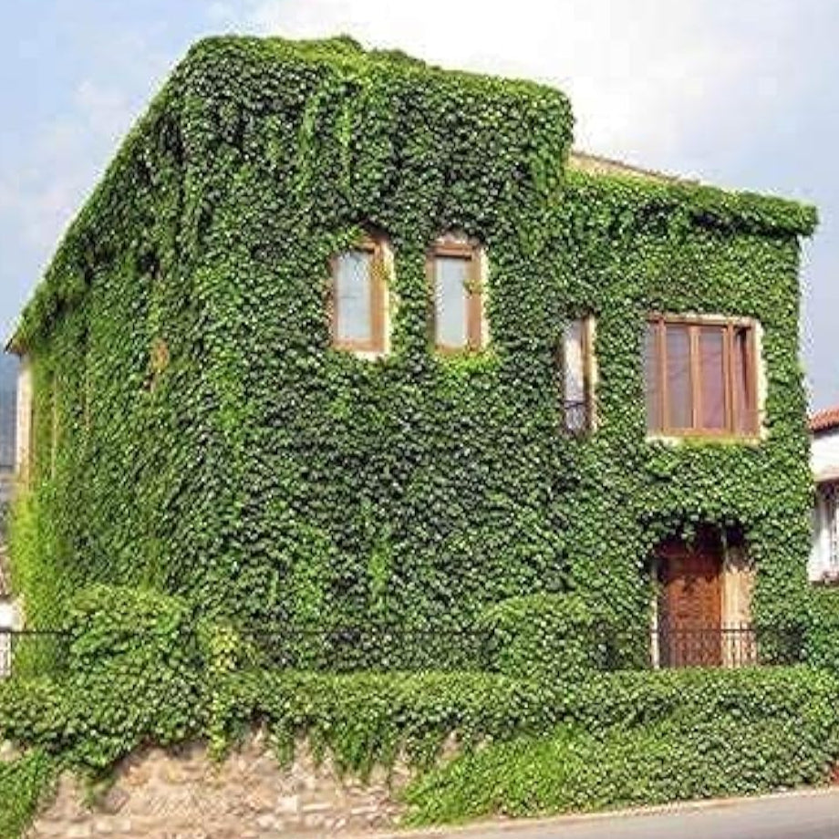 Boston Ivy Climbing Seeds up to 50%