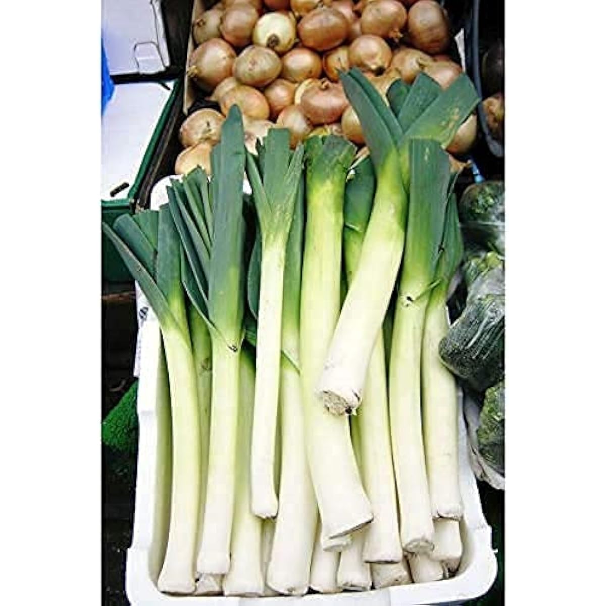American Flag Leek Seeds up to 50%
