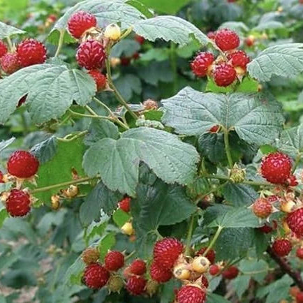 Thimbleberry Fruit Seeds up to 50%