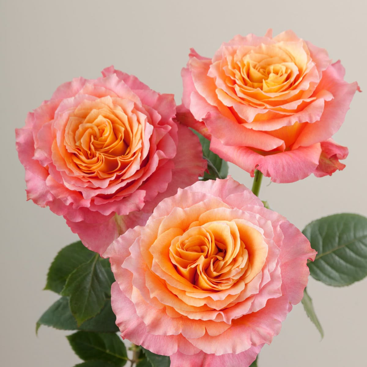 Orange Desert Rose Seeds
