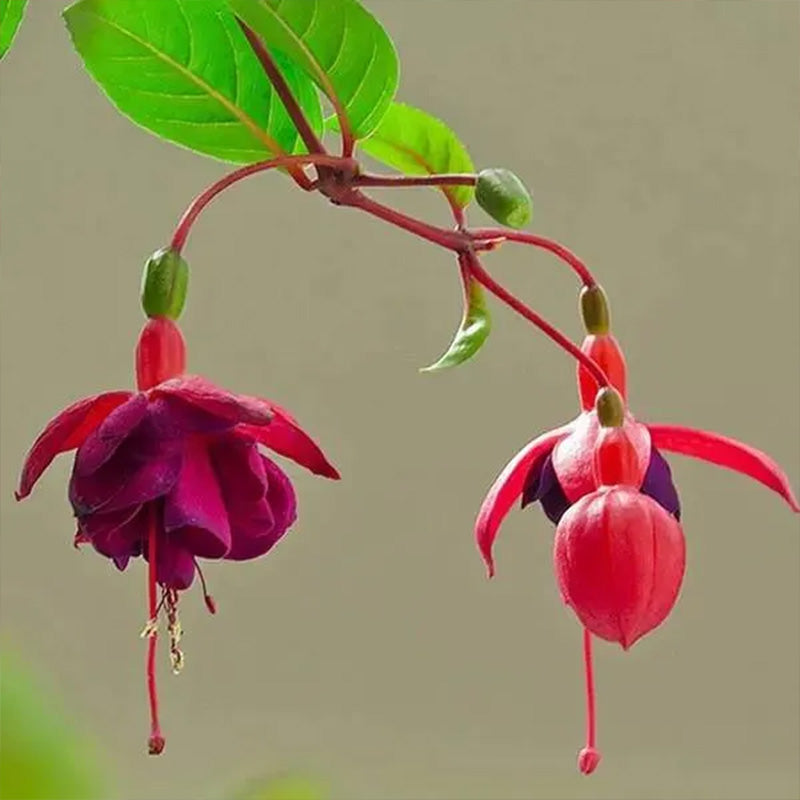 Fuchsia Hybrida Voss Seeds The fairy flower up to 50%