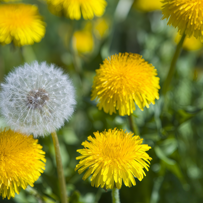 Taraxacum Mongolicum Hand.-Mazz. Seeds - Larger Packet High Germination 2000-10000 Onsaleseeds
