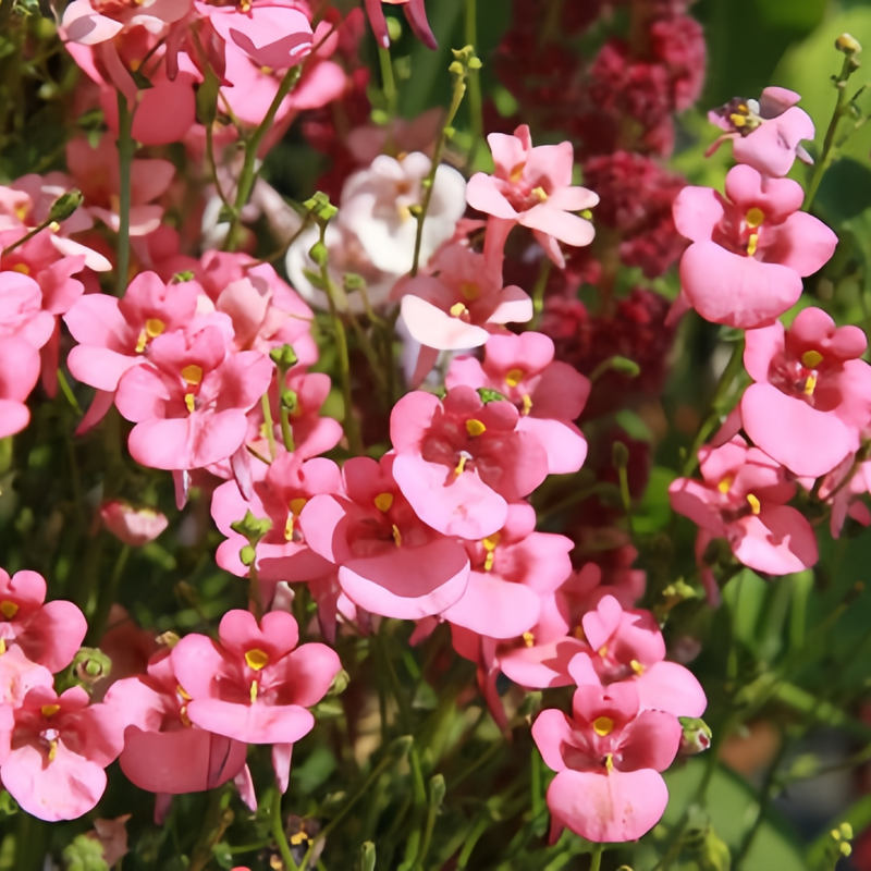 Diascia Barberae Pink Seeds up to 50% Large Pack · 4200-5000 Seeds