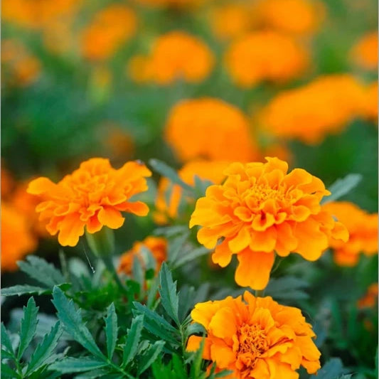 Calendula Seeds - Orange Larger Packet High Germination 2000-10000 Onsaleseeds