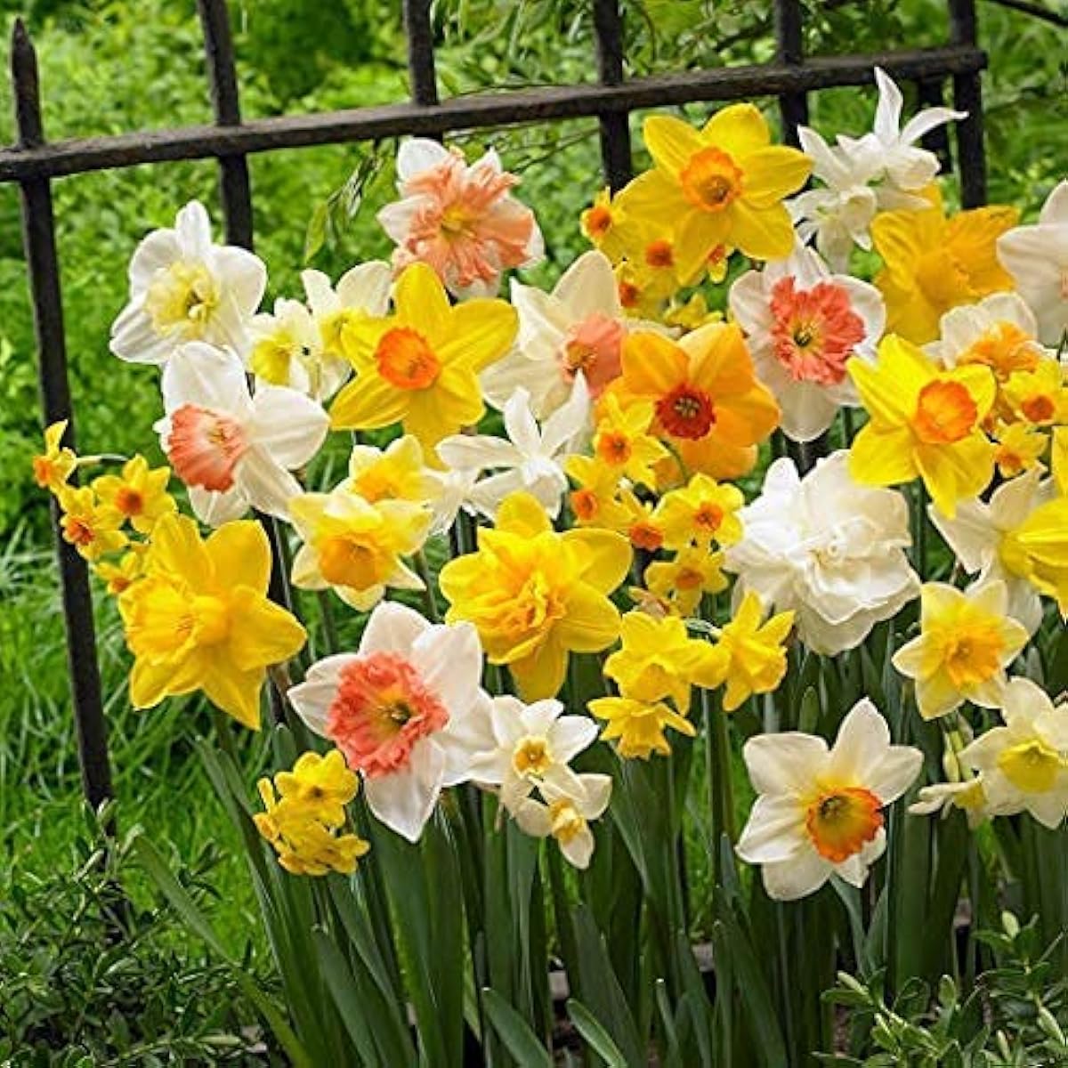 Narcissus ball seeds up to 50%
