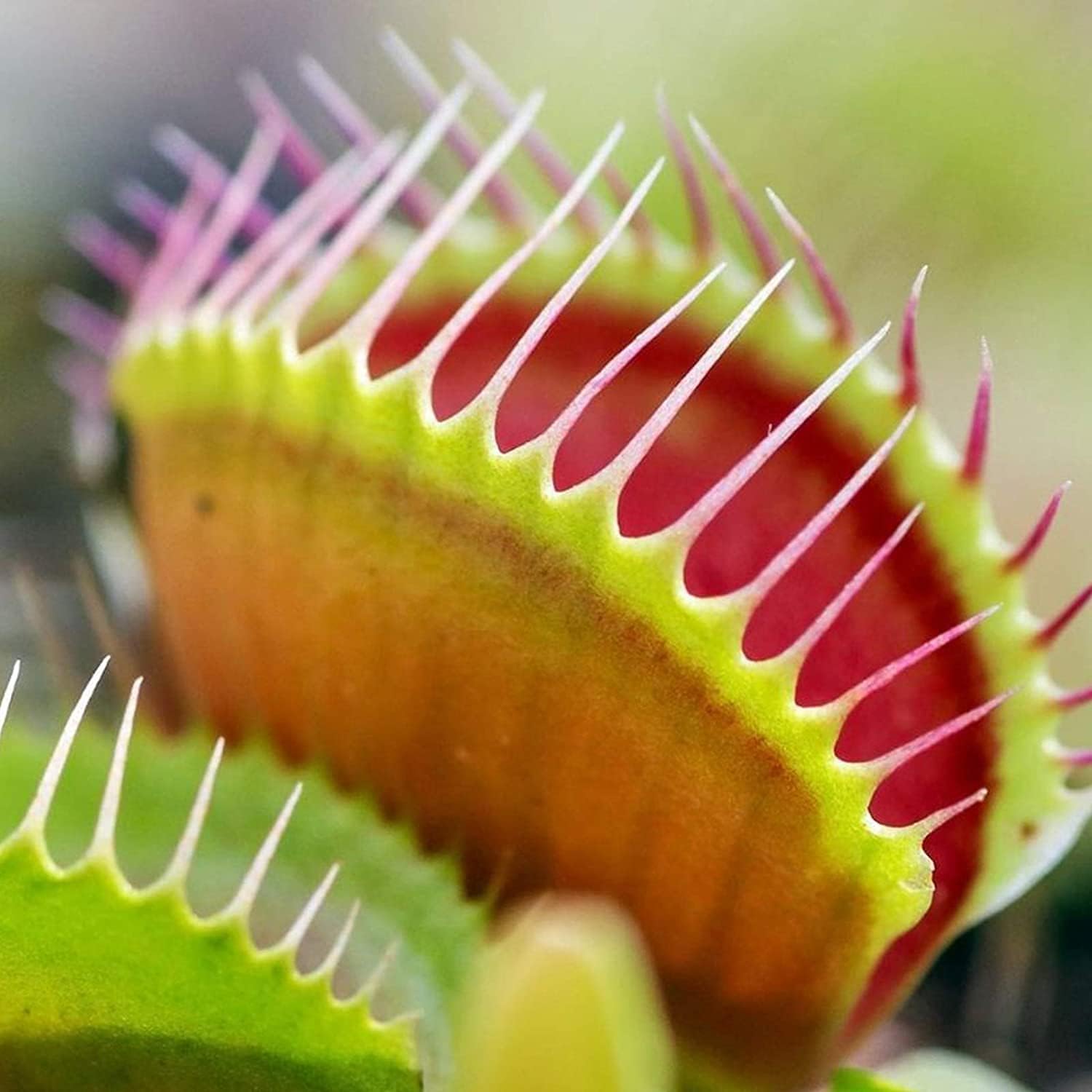 Venus Flytrap Seeds up to 50%