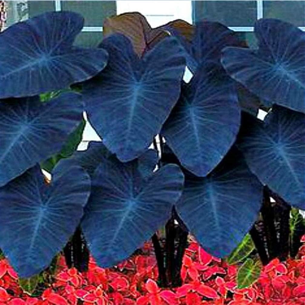 Giant Taro Plant Seeds up to 50%