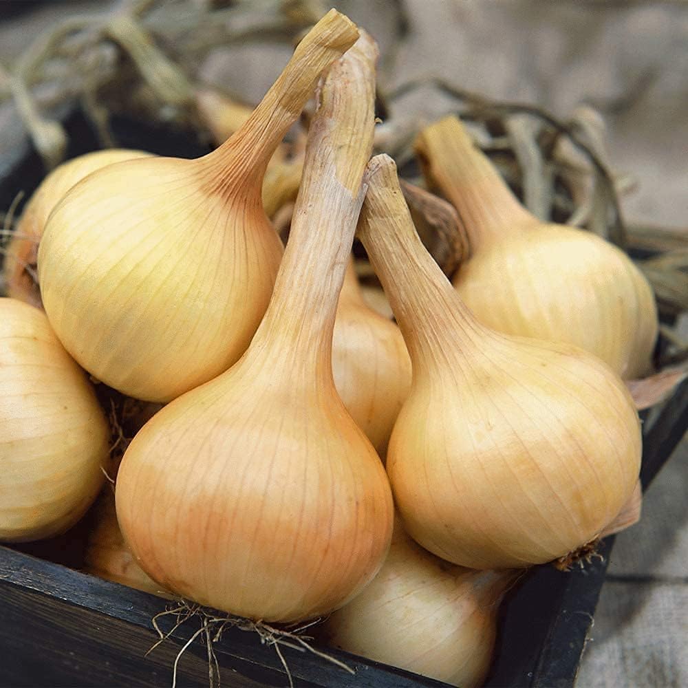 Walla Walla Sweet Onion Seeds up to 50%