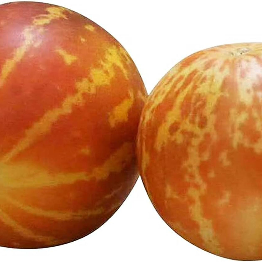 Tigger Melon Seeds up to 50%