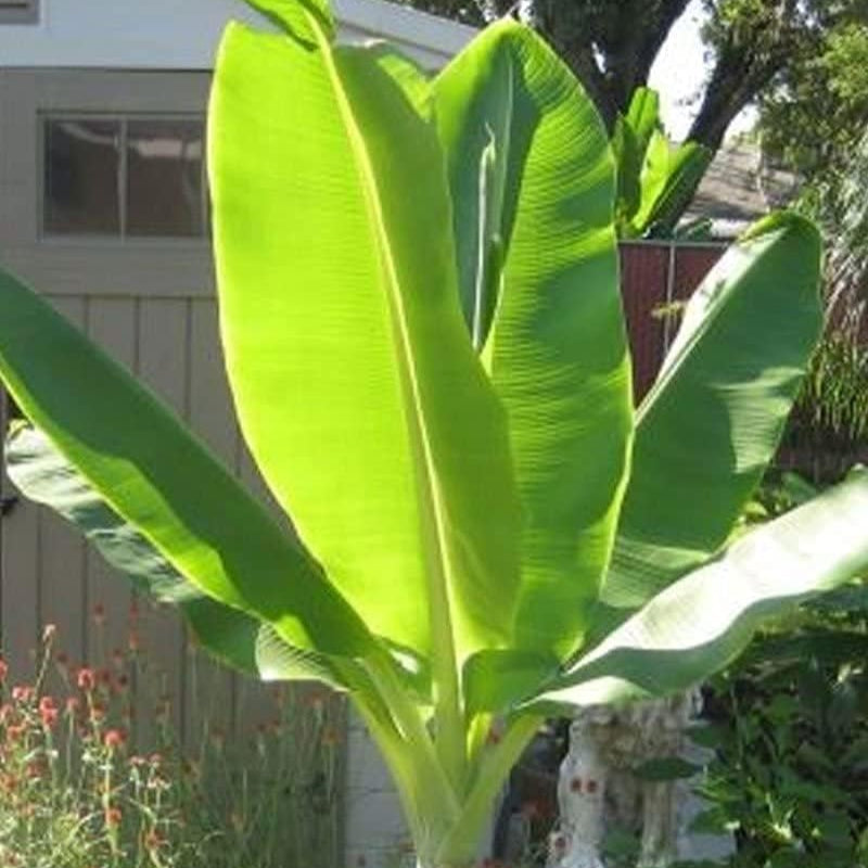 Ensete glaucum(Snow Banana)seeds up to 50%