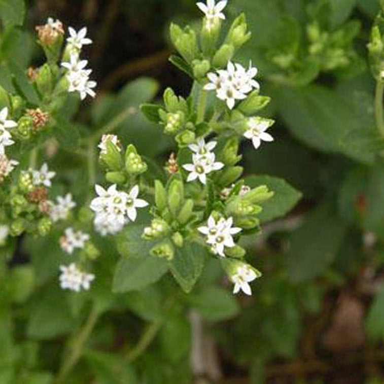 Stevia Rebaudiana Seeds - Larger Packet High Germination 6000-120000 Onsaleseeds