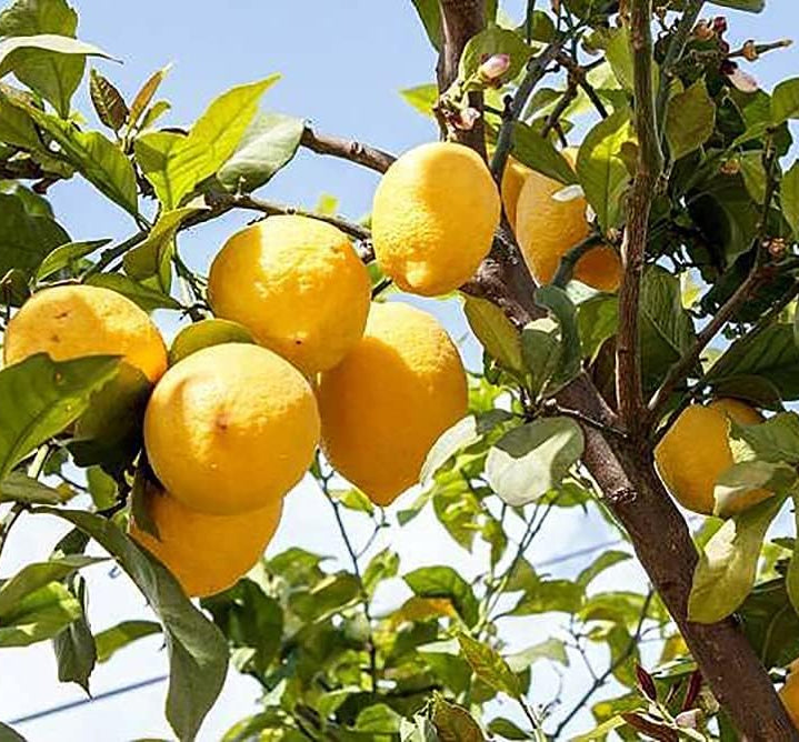 Lemon Tree Seeds up to 50%