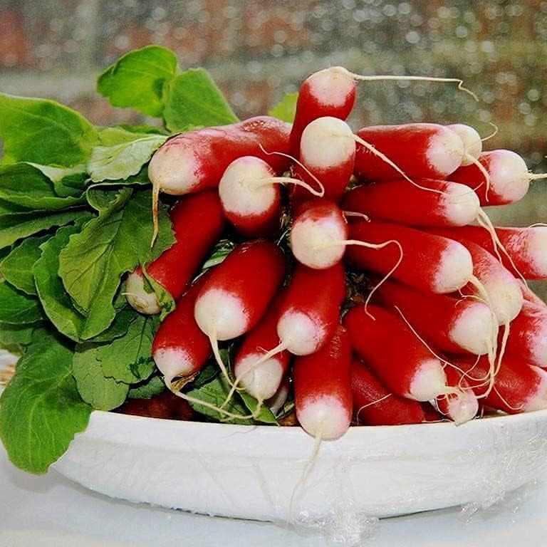 French Breakfast Radish Seeds up to 50%