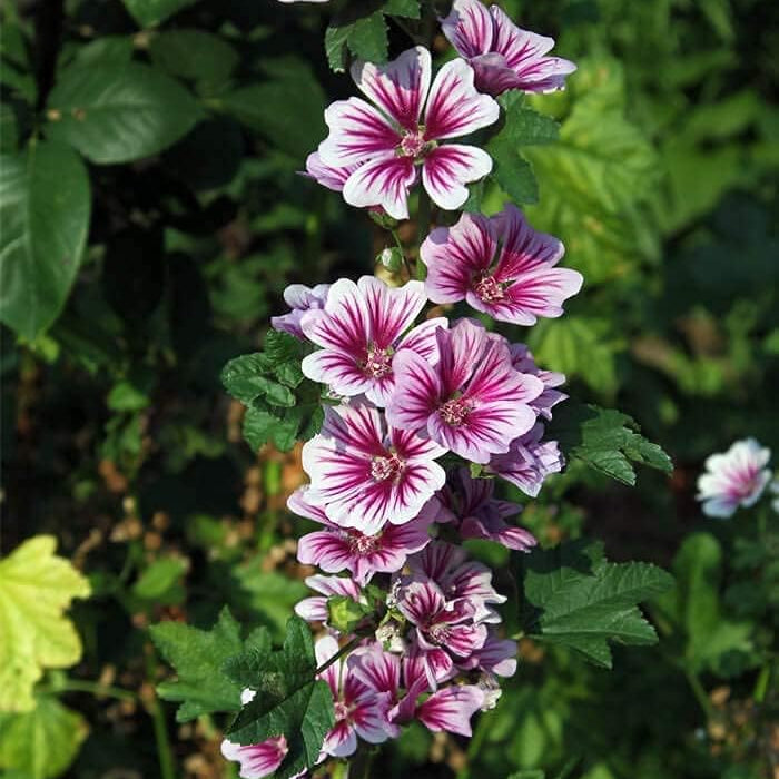 Malva sinensis Cavan Seeds up to 50% MAL01