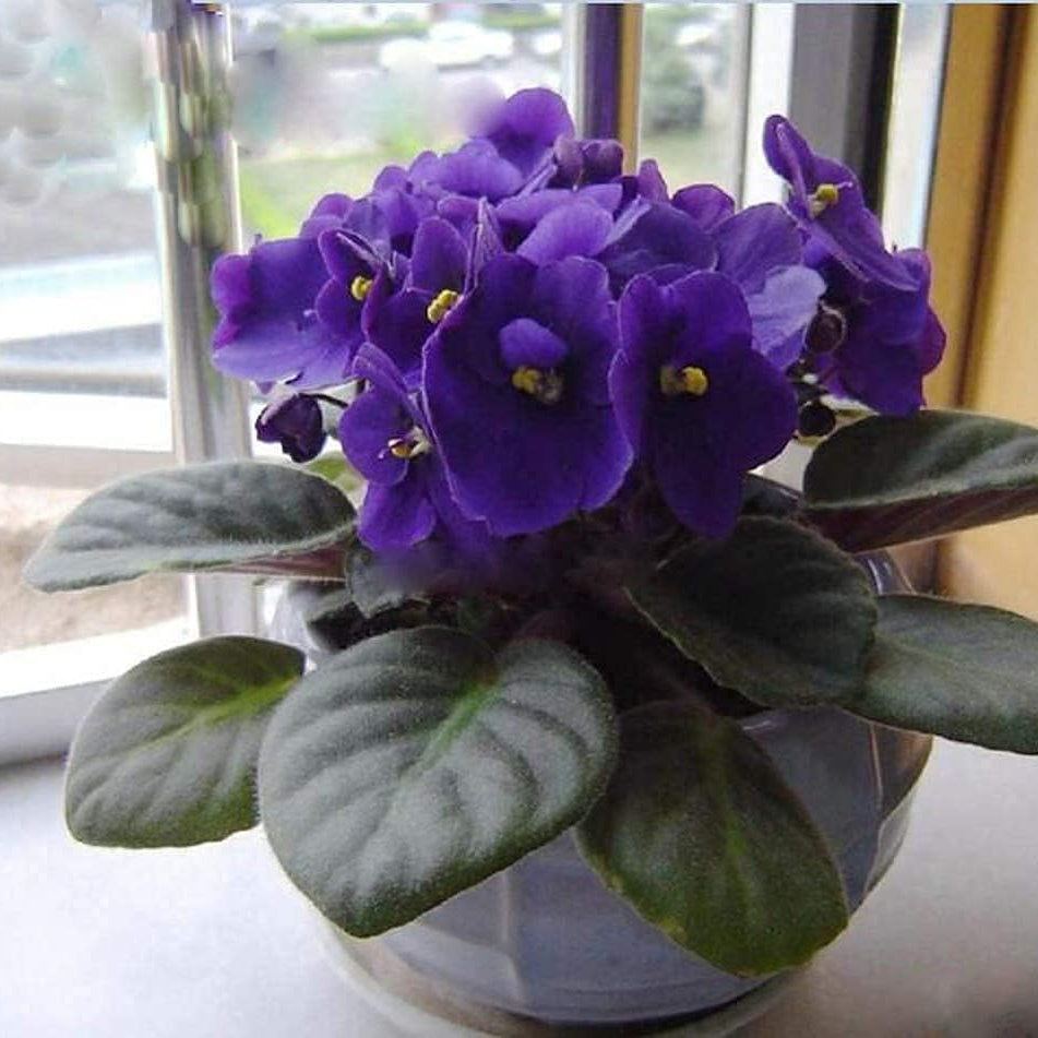 African Violet Seeds up to 50%