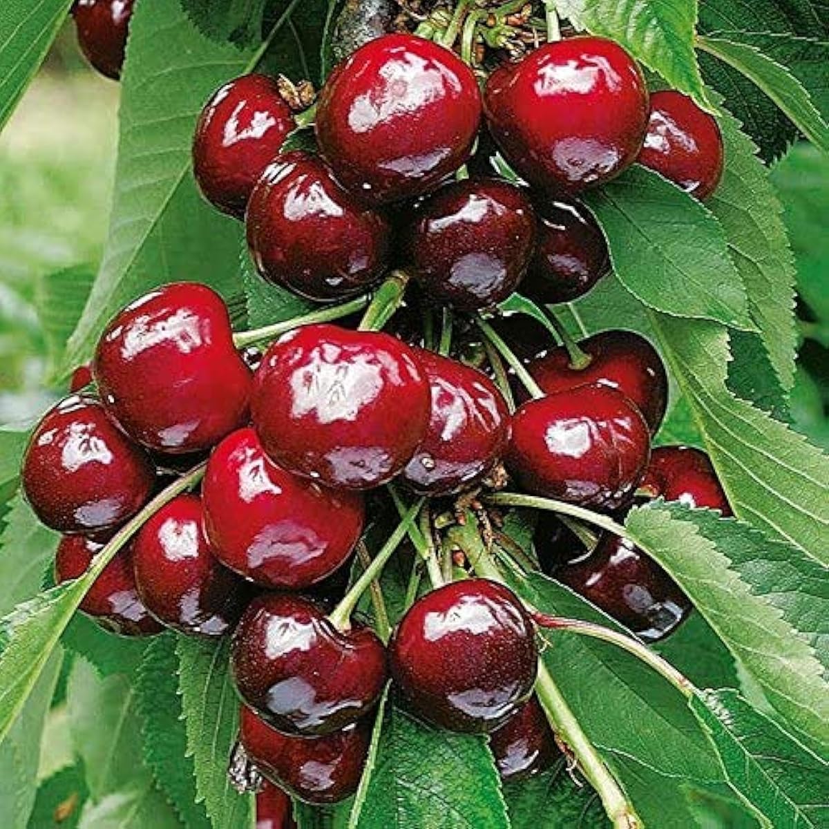 Dwarf Cherry Tree Seeds – Self-Fertile Fruit Tree for Indoor & Outdoor Planting – up to 50%