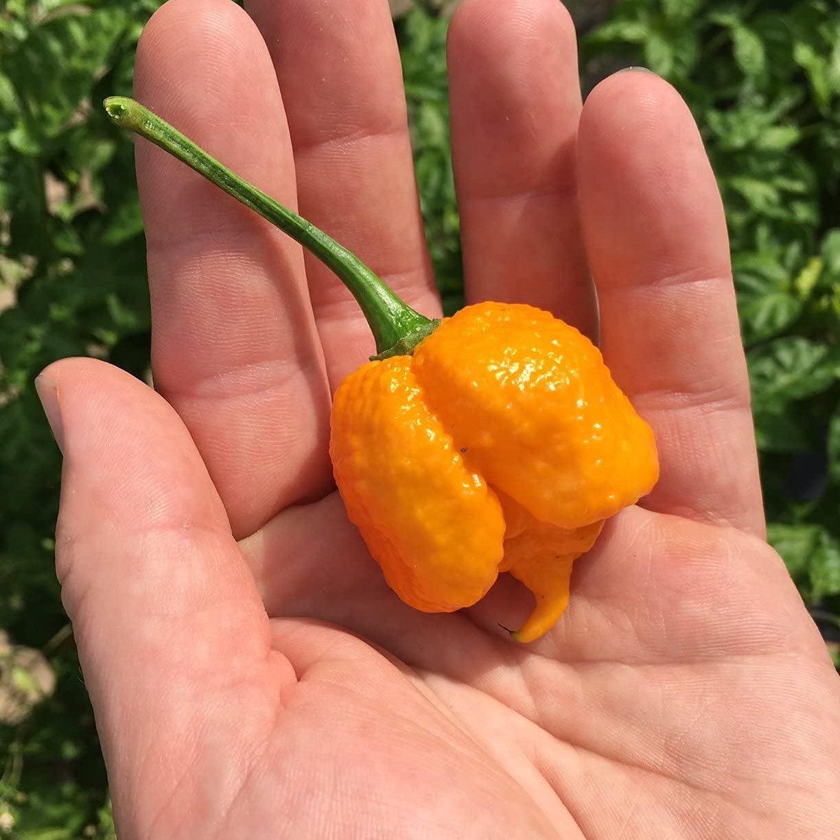 Yellow Brain Strain Pepper Premium Seeds– up to 50%