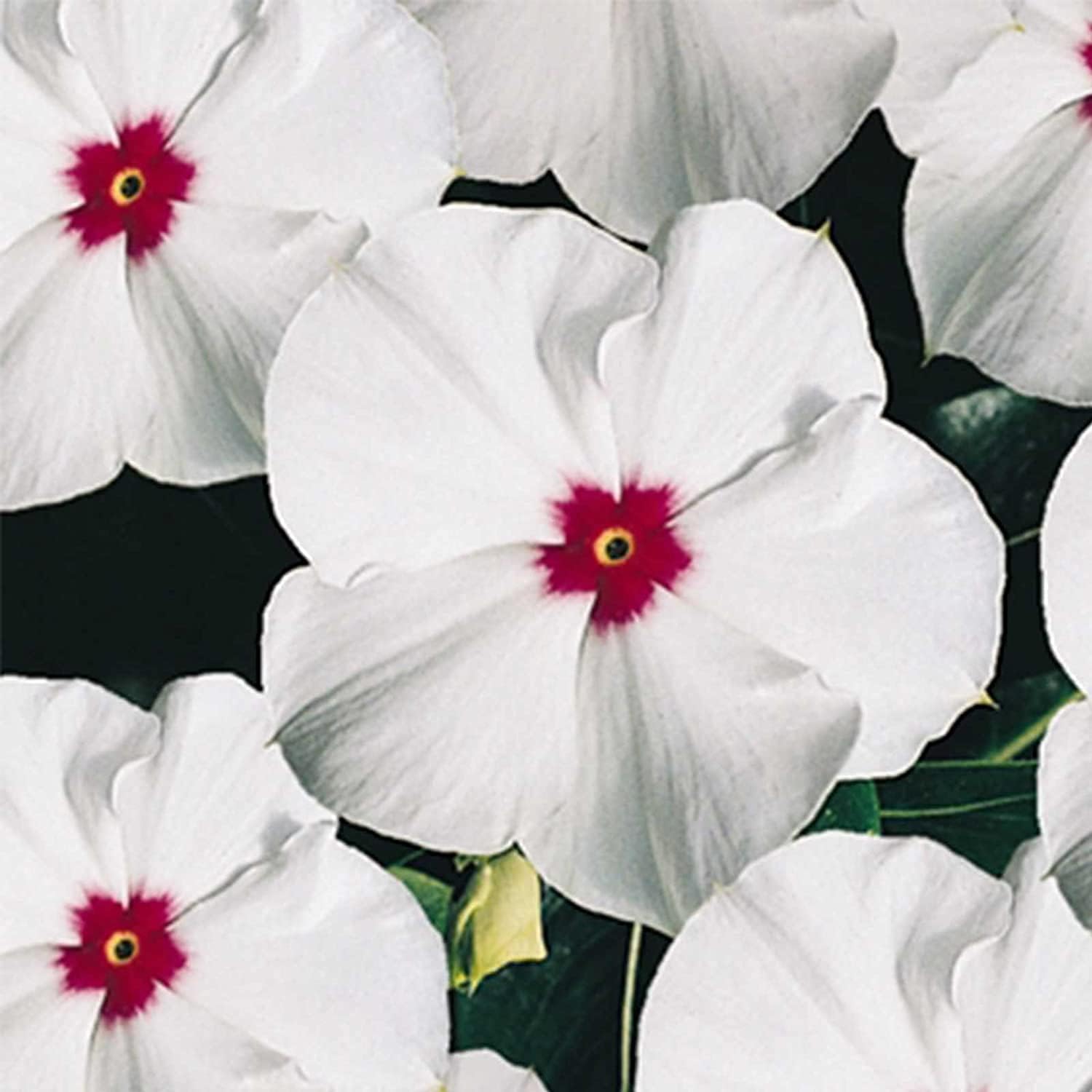 Vinca Polka Dot Flower Seeds ¨C Annual Garden Blooms | up to 50%