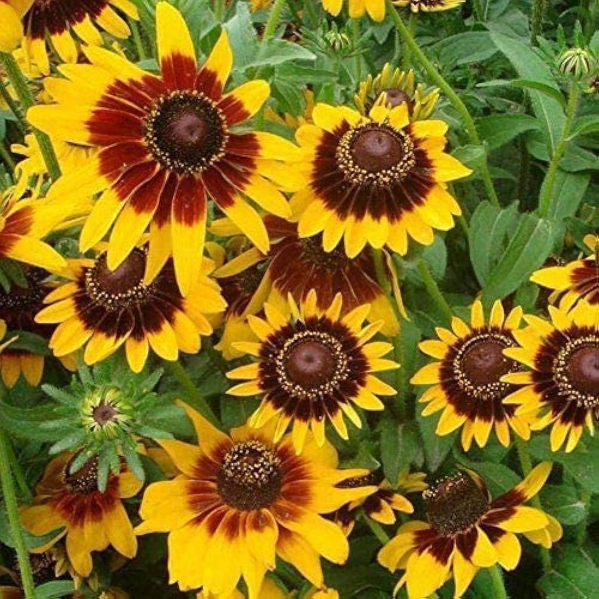 Cutleaf Coneflower Seeds up to 50%
