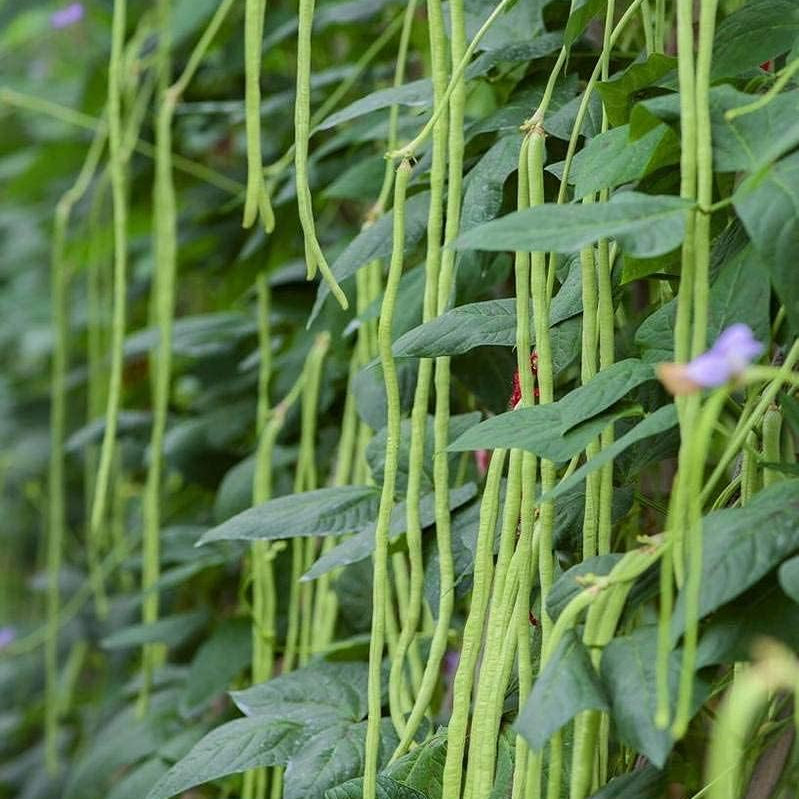Long Red Noodle Bean Seeds up to 50%
