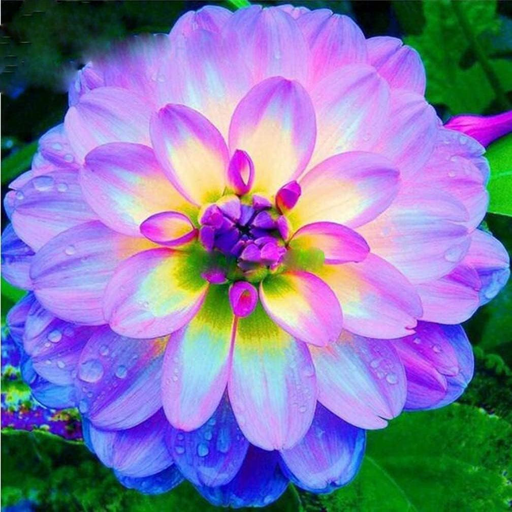 Rare Blue and White Point Dahlia Seeds up to 50%