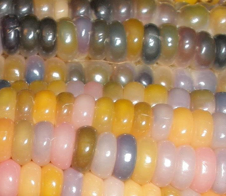 Glass Gem Cherokee Indian Corn Heirloom Seeds – up to 50%