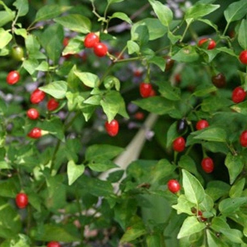Chile Pequin Pepper Seeds up to 50%