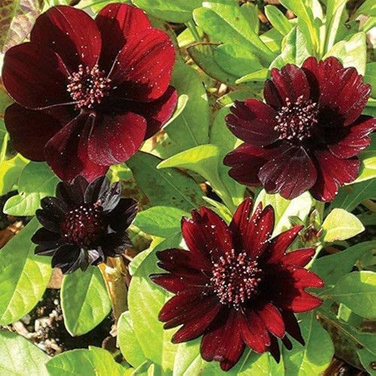 Chocolate Cosmos Seeds up to 50%