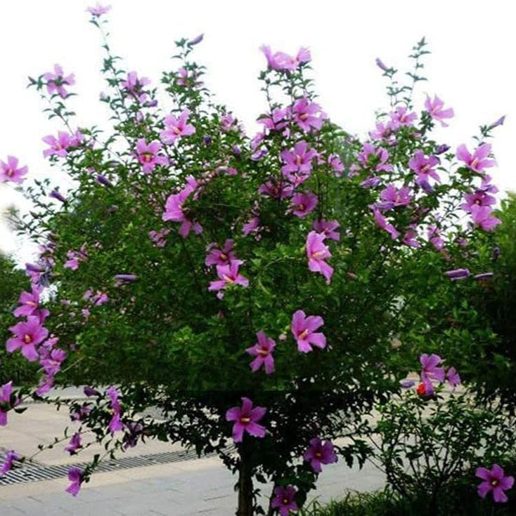 Giant Hibiscus Seeds – Rare Perennial Flower for Garden & Home – up to 50%
