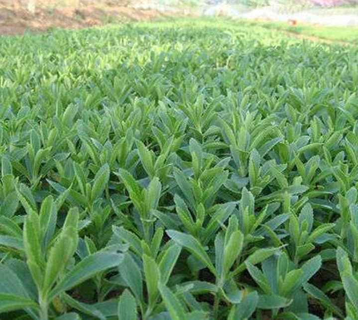 Stevia Rebaudiana Seeds - Larger Packet High Germination 6000-120000 Onsaleseeds