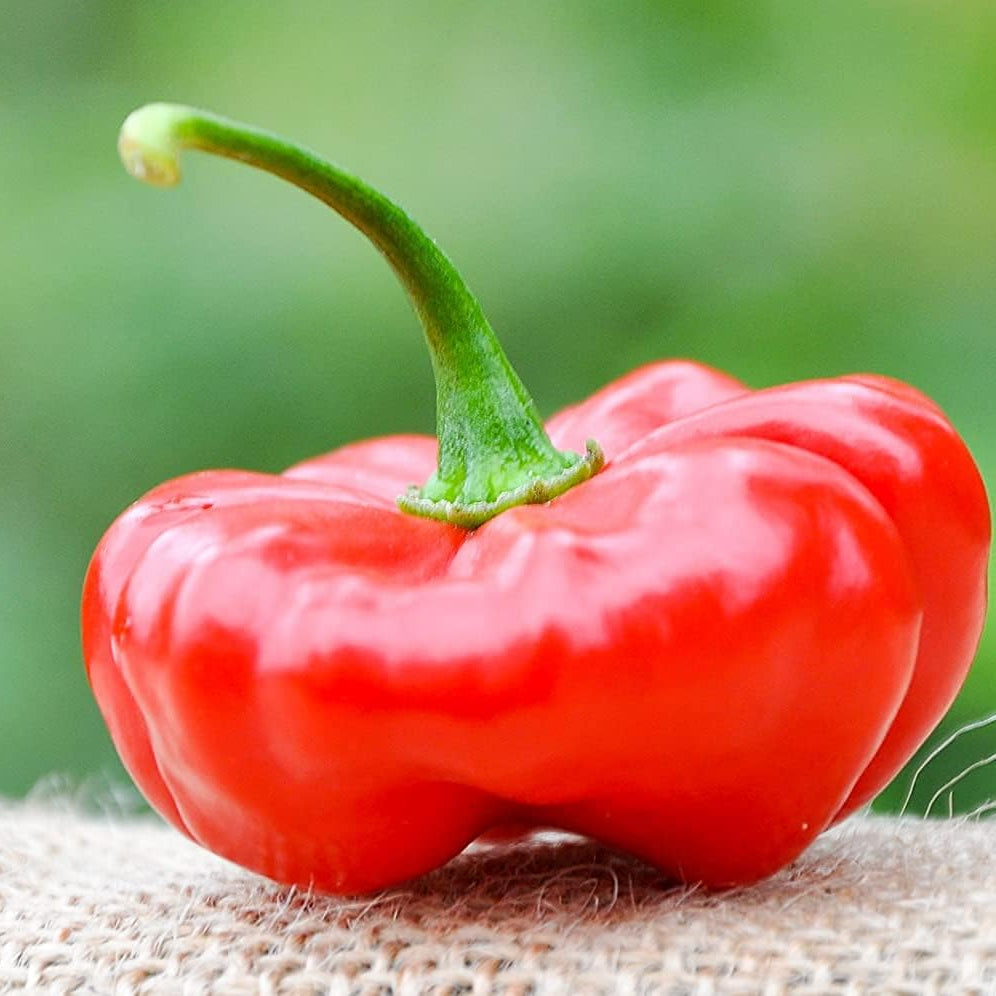 Aji Cachucha Purple Splotched Hot Pepper Seeds– up to 50%
