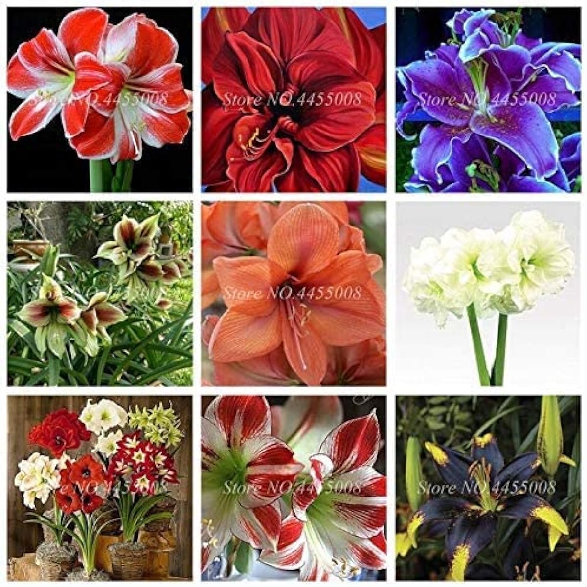 Amaryllis Flower Seeds ¨C Mixed Colors ¨C up to 50%