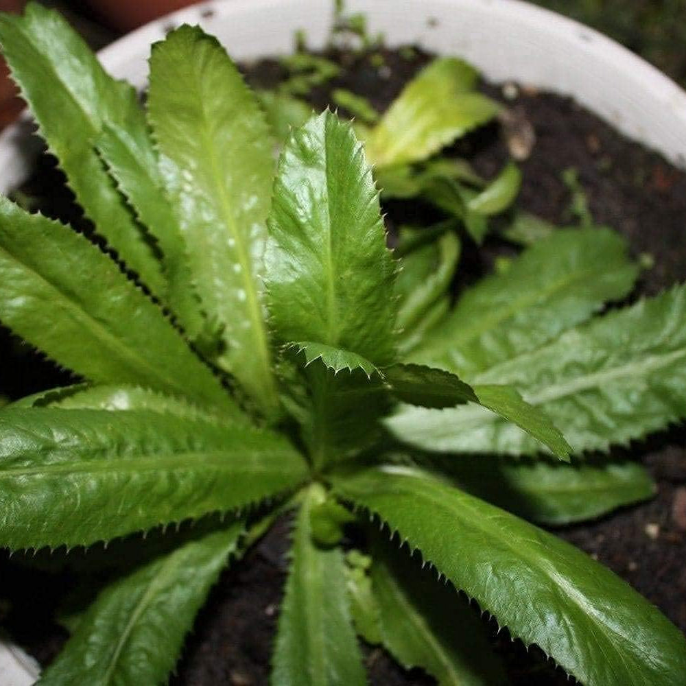 Culantro Herb Seeds up to 50%