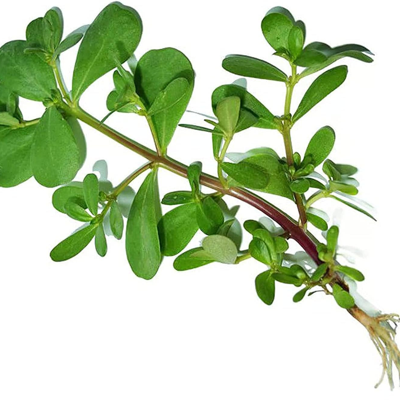 Green Purslane Seeds up to 50%