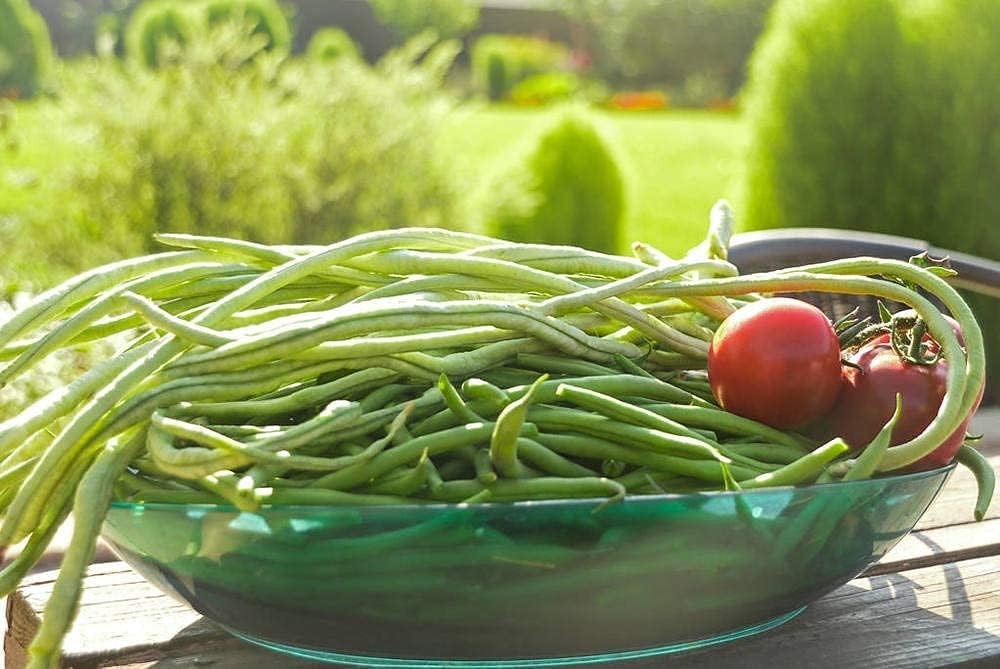 Long Red Noodle Bean Seeds up to 50%