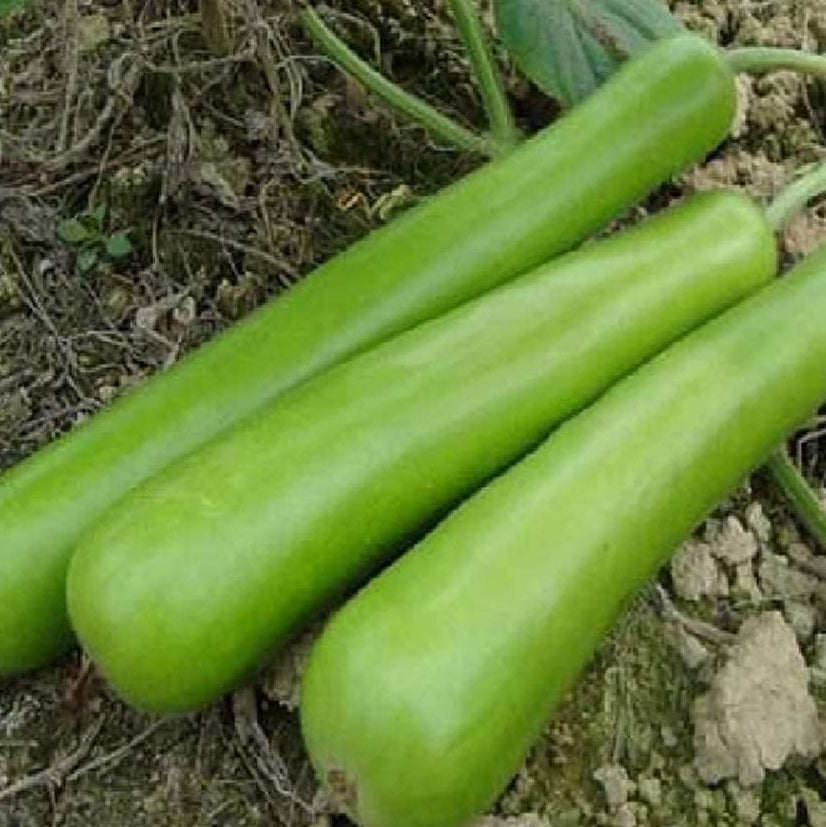 Long Bottle Gourd Seeds up to 50%