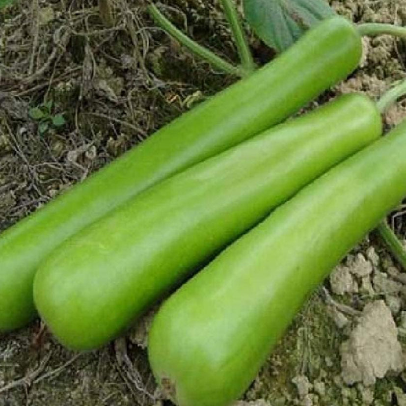 Long Bottle Gourd Seeds up to 50%