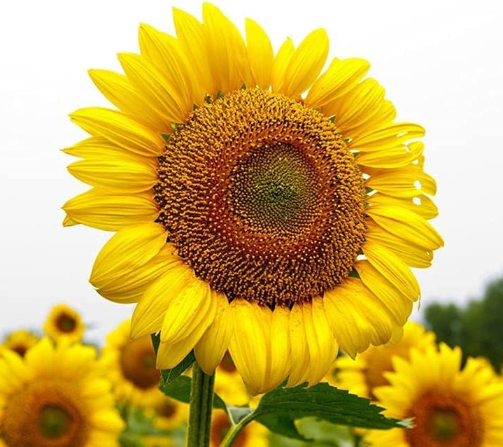 Sunflower Seeds for Planting ¨C Organic Heirloom Giant Variety¨C up to 50%