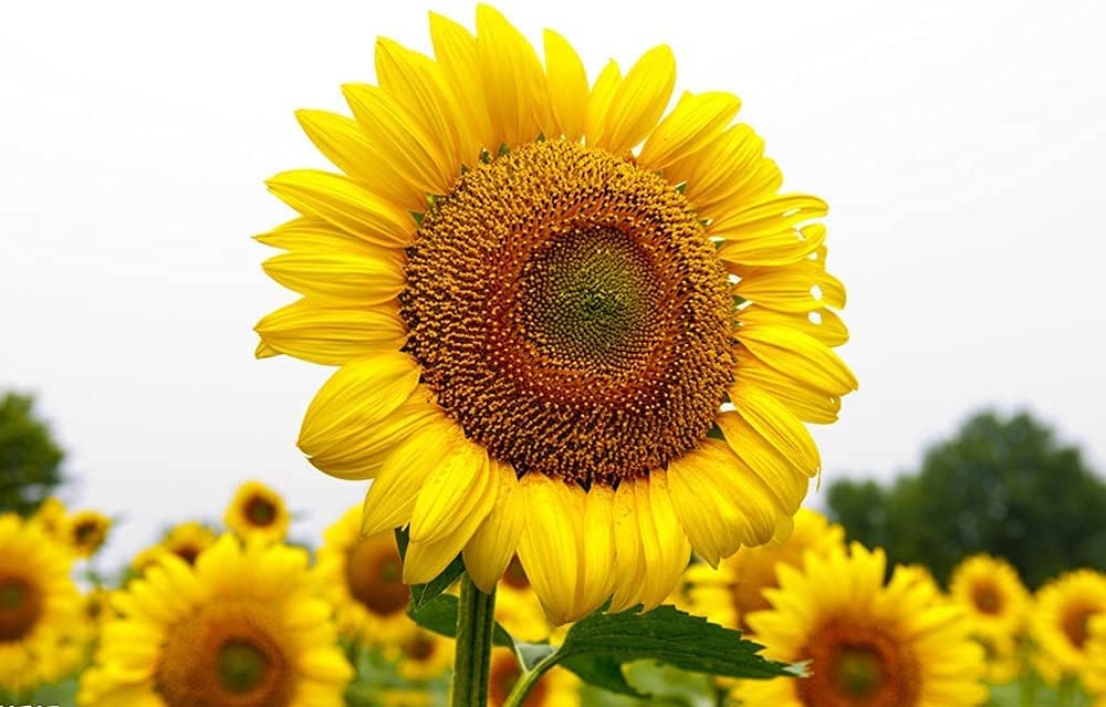 Sunflower Seeds for Planting ¨C Organic Heirloom Giant Variety¨C up to 50%