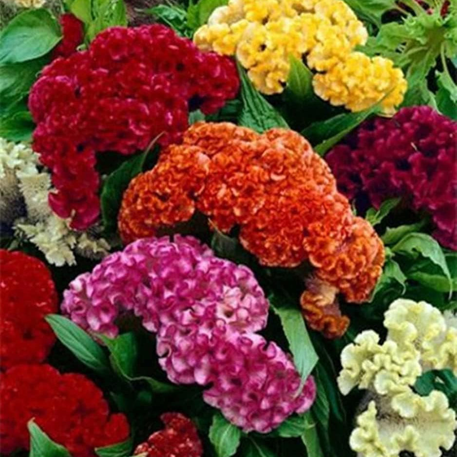 Celosia Cristata