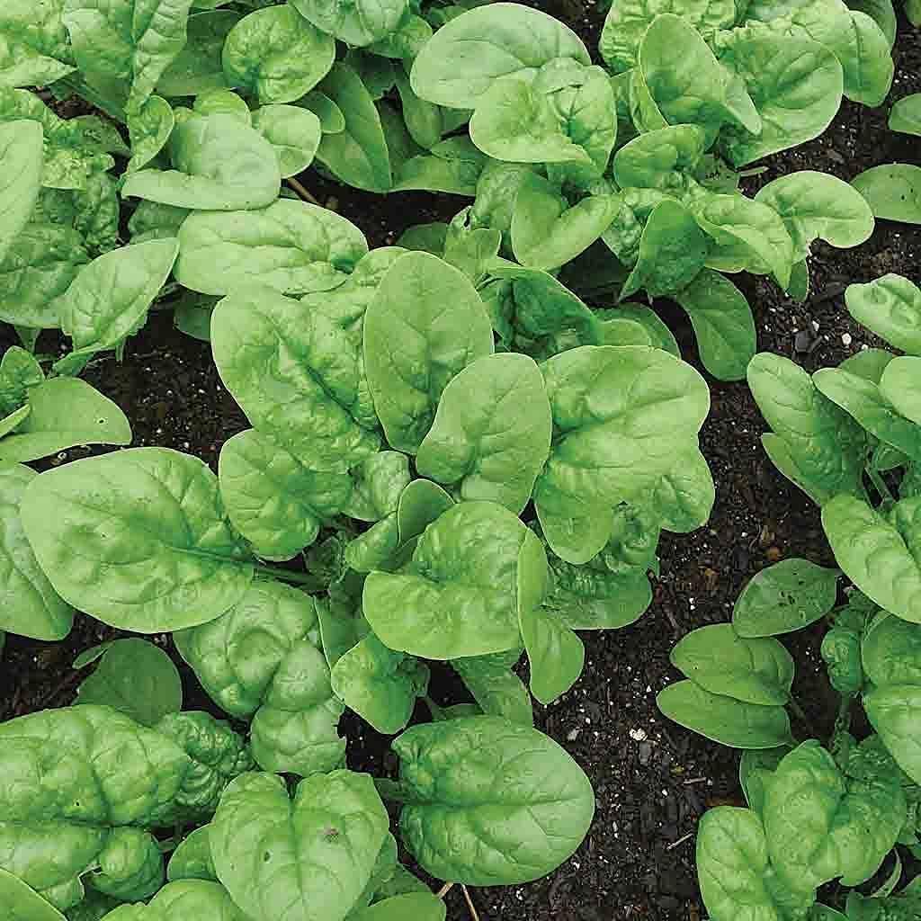 Heirloom Spinach Seeds – up to 50%