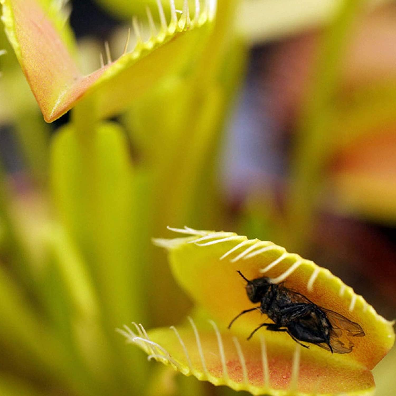 Venus Flytrap Seeds up to 50%