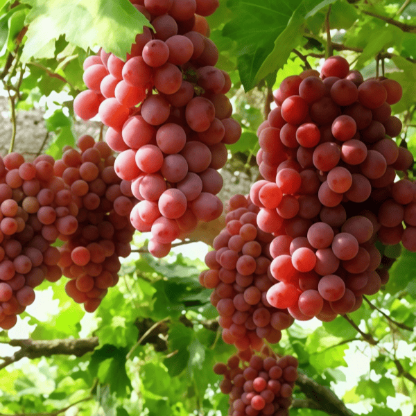 Grape Seeds up to 50%