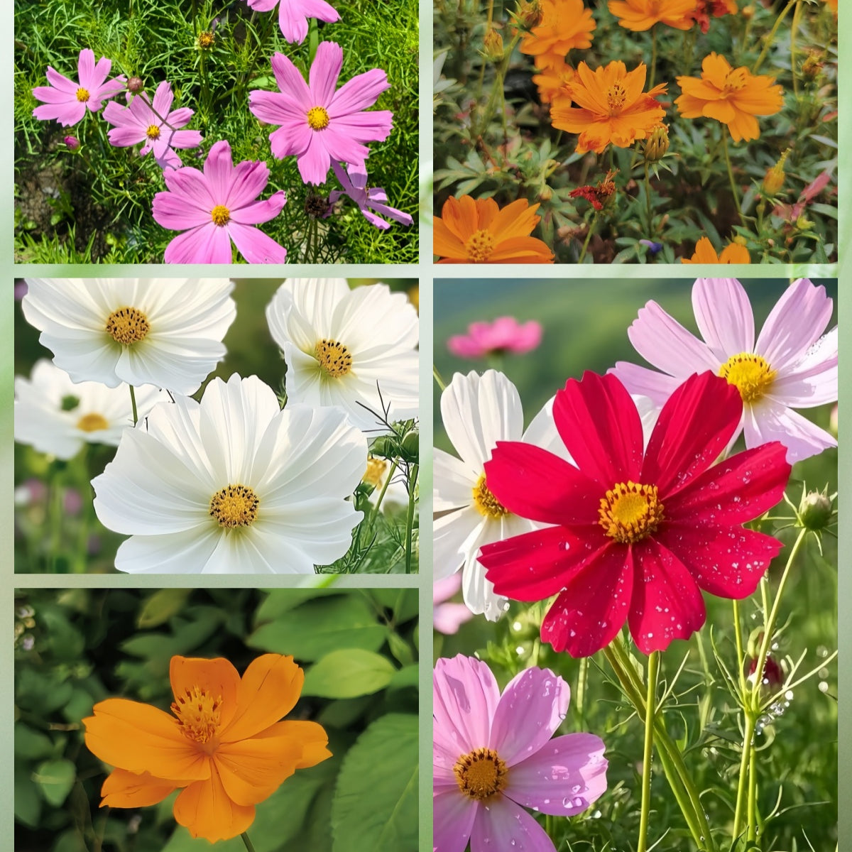 Cosmos Bipinnata Seeds - Mix Larger Packet High Germination 1600-4800 Onsaleseeds