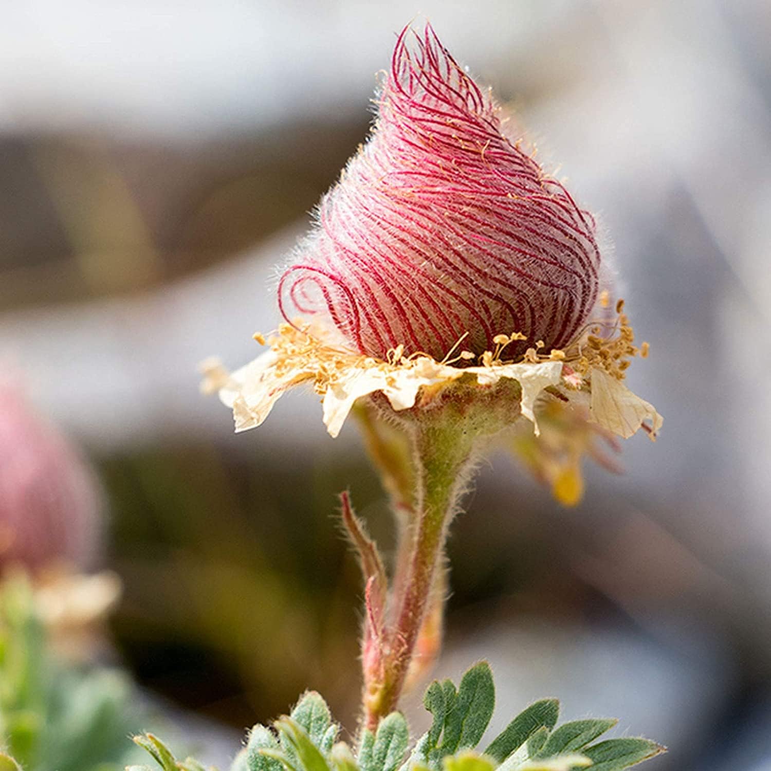 Prairie Smoke Flower Seeds up to 50%